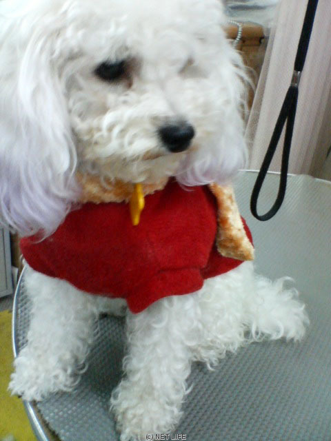 ワンワン美容室チャッピー