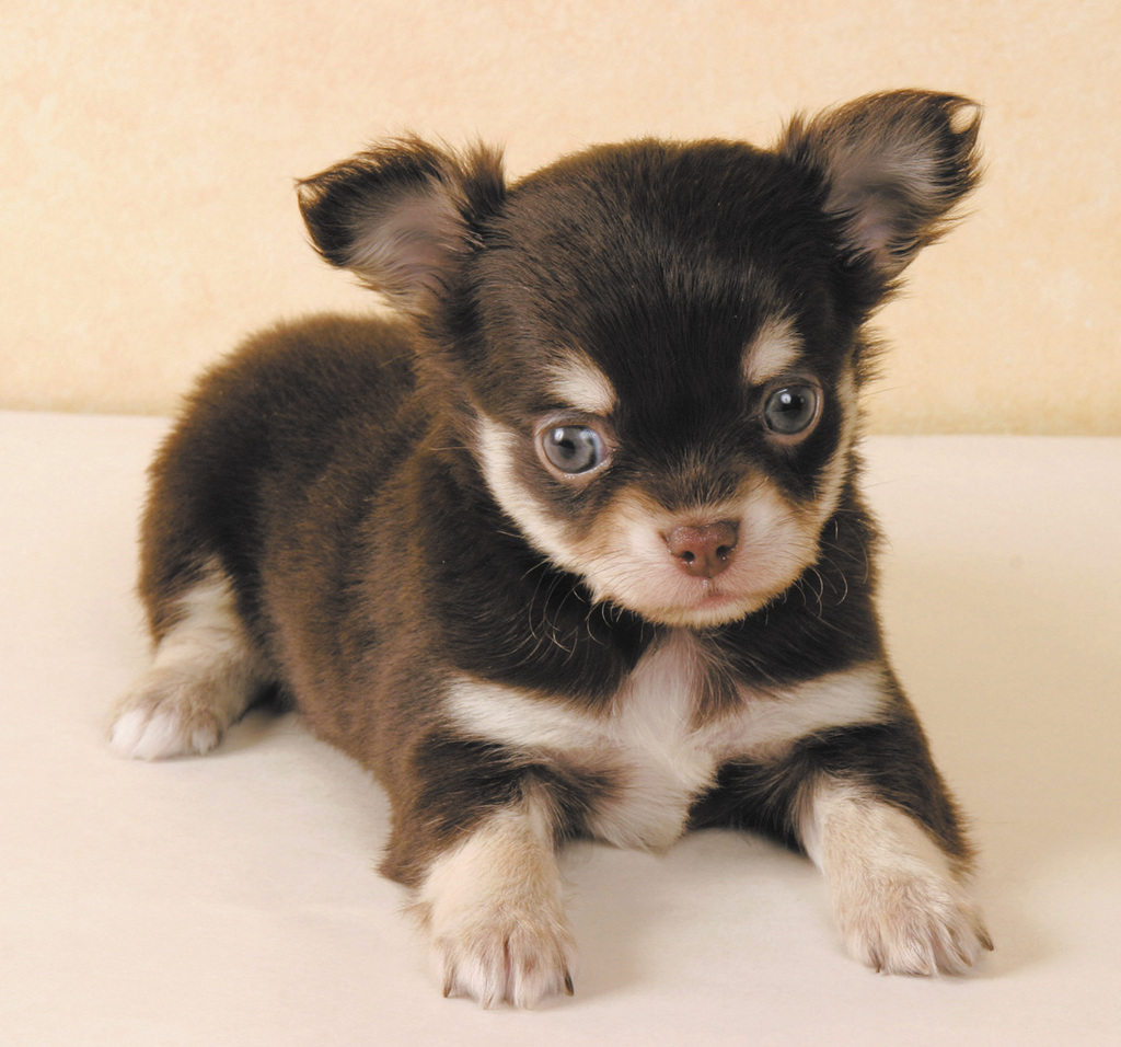 ペットショップCOO&RIKU 沖縄浦添店