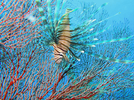 ドルフィン ループ ダイビングサービス