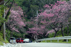 もとぶ八重岳桜まつり