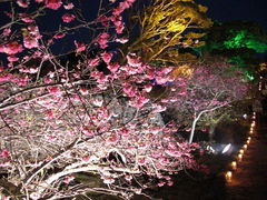 今帰仁グスク　桜まつり