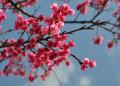 八重岳桜公園